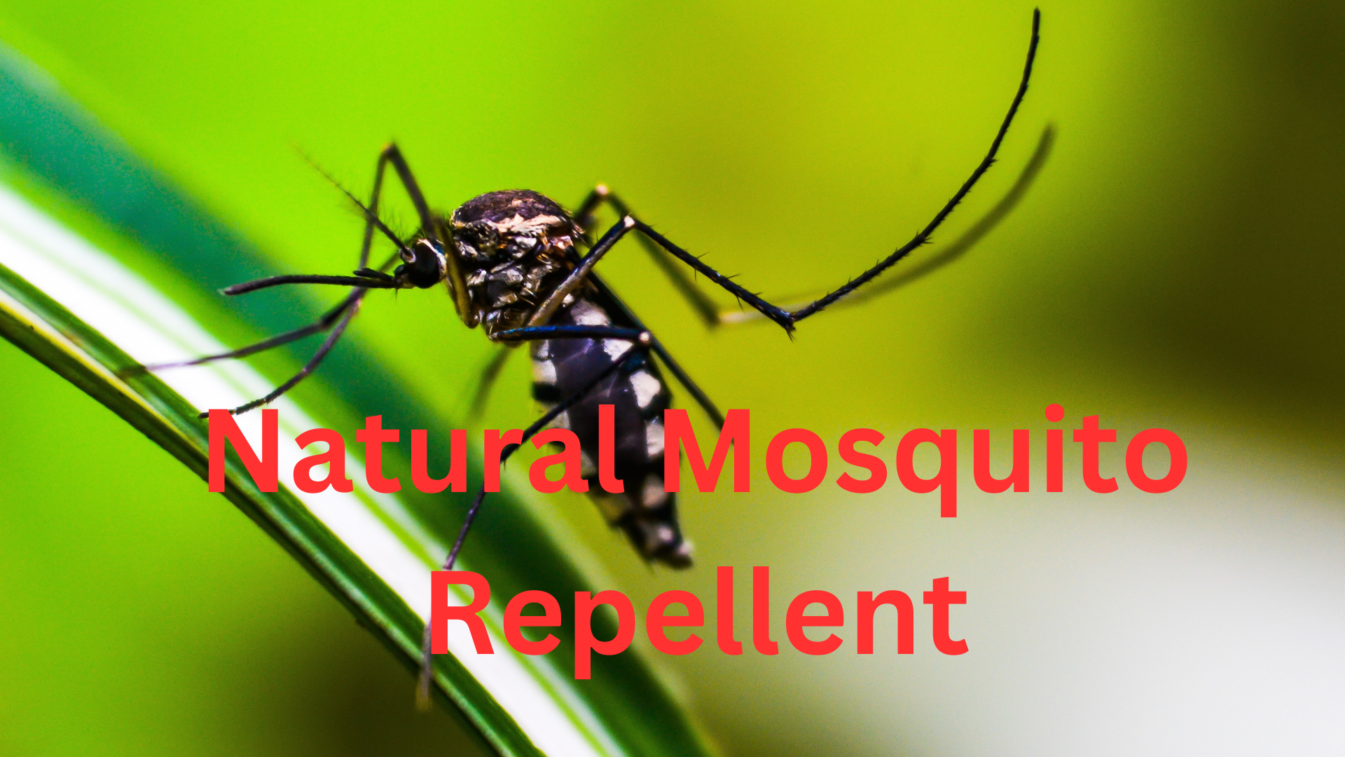 Natural Mosquito Repellent