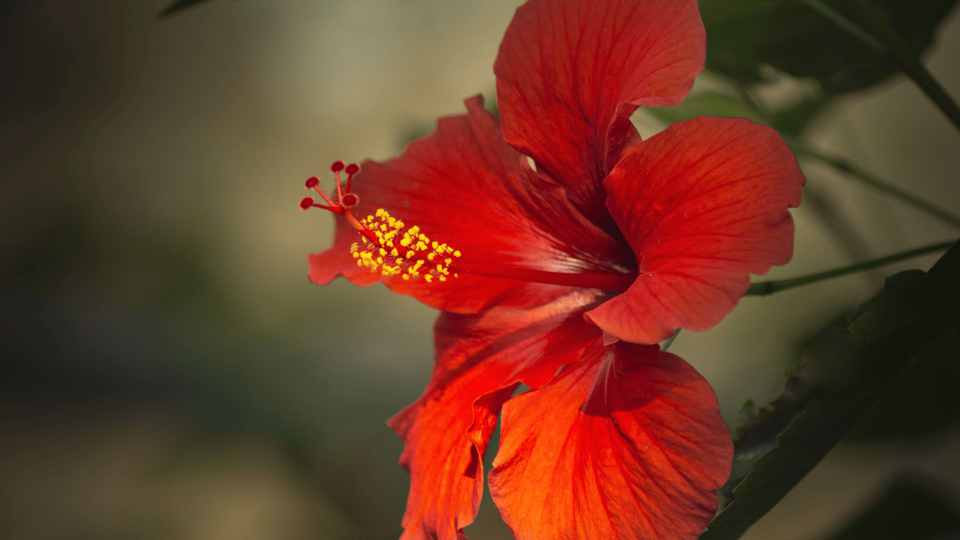 Hibiscus and Honey Firming Cream 3